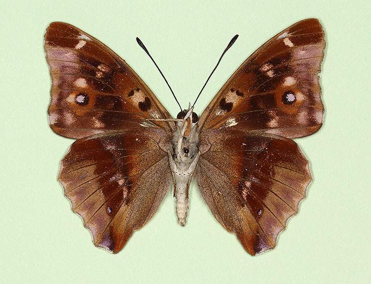 Apatura iris male (aberrant form lugenda, verso 3) (Internet Image property of respective owner, non-commercial use only)